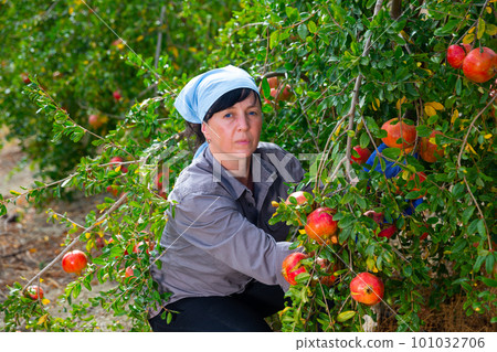 Female gardener gathering crop of ripe pomegranates in orchard 101032706