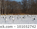 A flock of Japanese cranes gathered at the feeding ground (Tsurui, Hokkaido) 101032742