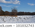 A flock of Japanese cranes gathered at a sunny feeding ground (Tsurui, Hokkaido) 101032743
