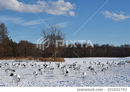 A flock of Japanese cranes gathered at a sunny feeding ground (Tsurui, Hokkaido) 101032743