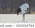 Grooming Japanese crane (Tsurui, Hokkaido) 101032744