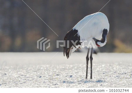 Grooming Japanese crane (Tsurui, Hokkaido) 101032744