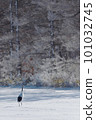 Red-crowned crane walking in the snow field with footprints (Hokkaido) 101032745