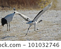 Red-crowned crane (Tsurui, Hokkaido) running up before taking off from the feeding area 101032746