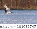 Red-crowned crane taking off from the feeding area (Tsurui, Hokkaido) 101032747