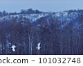 A flock of Japanese cranes taking off from the feeding area (Tsurui, Hokkaido) 101032748