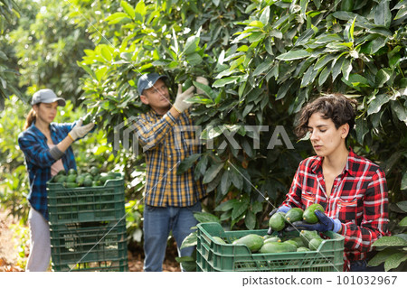 Female hired employee harvesting avocado in garden Female hired employee harvesting avocado in garden 101032967