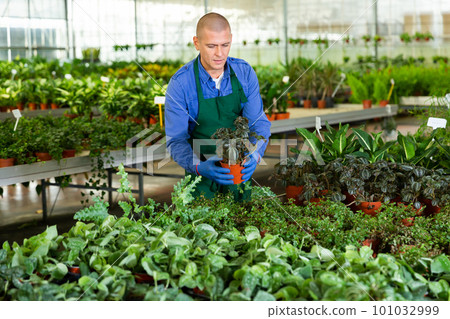 Worker disposing pots with plants in plant shop 101032999