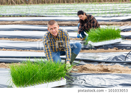Woman and man planting scallion on vegetable field 101033053