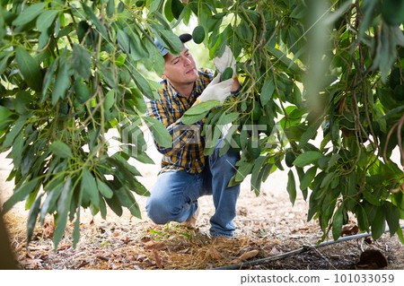 Focused European male picking ripe organic avocados in plastic container box in orchard or on farm on fall day Focused European male picking ripe organic avocados in plastic container box in orchard or on farm on fall day 101033059