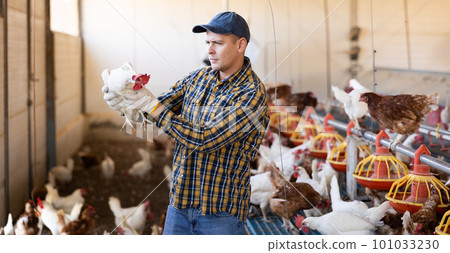 Male positive farmer holding chicken in poultry farm Stock Photo