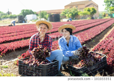 Two smiling young female workmates showing red lettuce harvest on field Two smiling young female workmates showing red lettuce harvest on field 101033351