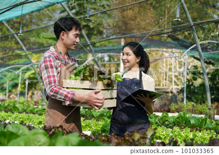 Businessperson or farmer checking hydroponic soilless vegetable in nursery farm. Business and organic hydroponic vegetable concept Businessperson or farmer checking hydroponic soilless vegetable in nursery farm. Business and organic hydroponic vegetable concept 101033365