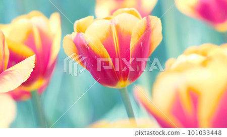 Tulip field 101033448