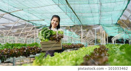 Businessperson or farmer checking hydroponic soilless vegetable in nursery farm. Business and organic hydroponic vegetable concept 101033462