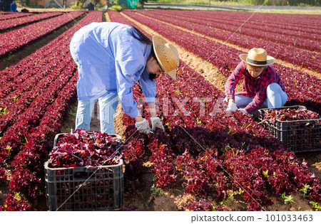 Two women gardeners harvesting red lettuce on field 101033463