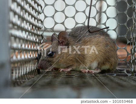 Rat in cage mousetrap, Mouse finding a way out of being confined, Trapping and removal of rodents that cause dirt and may be carriers of disease, Mice try to find freedom 101033468