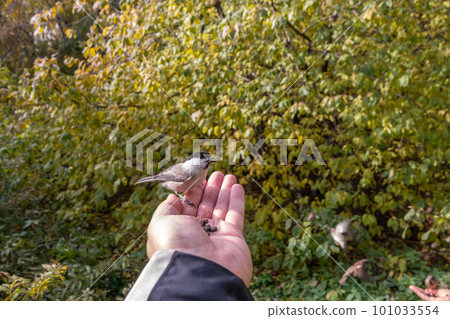 A willow tit sits on hand and eats seeds. Hungry bird willow tit eating seeds from a hand in winter or autumn 101033554