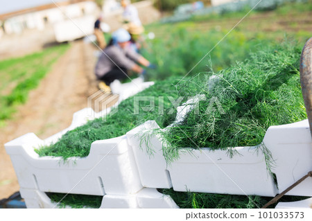 Crop of organic green dill in boxes on vegetable plantation 101033573