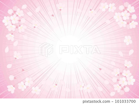 Concentrated line of cherry blossoms _ Pink gradation background _ With cherry blossoms 101033700
