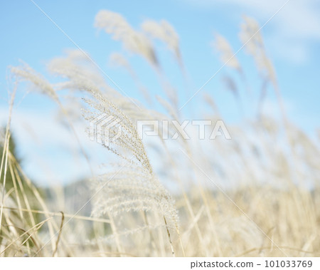 Susuki swaying in the wind Susuki swaying in the wind 101033769