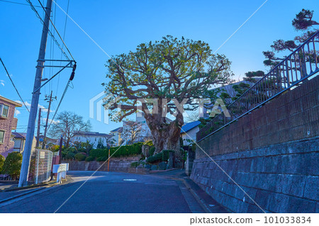 冬季神奈川縣川崎市淺生區千代丘的三角樹(川崎市樹種50強) 冬季神奈川縣川崎市淺生區千代丘的三角樹(川崎市樹種50強) 101033834
