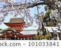 Iwashimizu Hachimangu Shrine with cherry blossoms 101033841