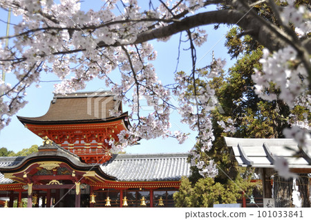 櫻花盛開的石清水八幡宮 櫻花盛開的石清水八幡宮 101033841