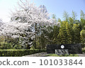 Edison monument and cherry blossoms in Iwashimizu Hachimangu 101033844