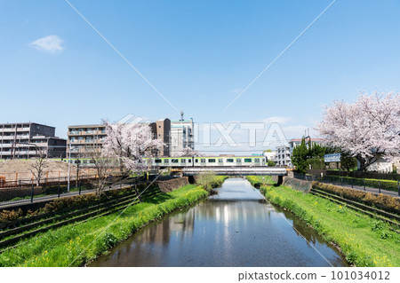 京王線列車馳過調布市的野川，櫻花的景色，春天的藍天，東京都調布市的國陵，菊之台 101034012