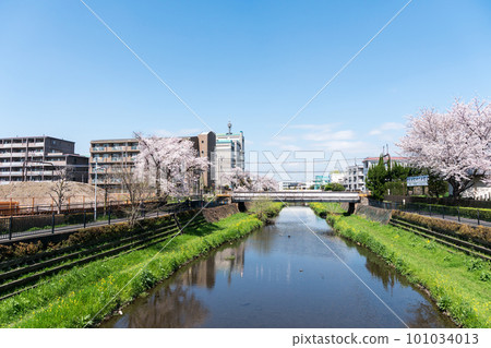 Keio Line tracks running over the Nogawa River in Chofu City Scenery of cherry blossoms Kikunodai Kokuryo, Chofu City, Tokyo 101034013
