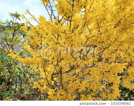 Spring forsythia in full bloom 101034092