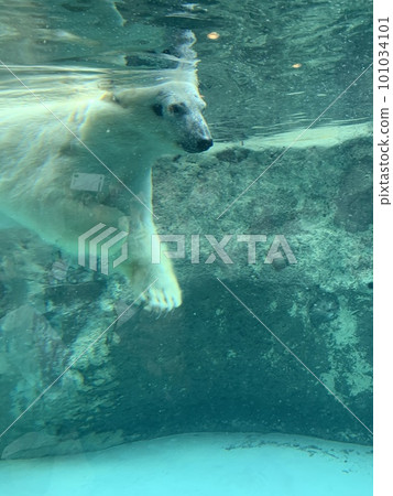 Swim polar bears 101034101