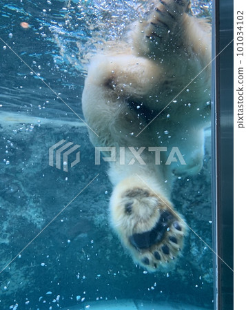 Swim polar bears Swim polar bears 101034102