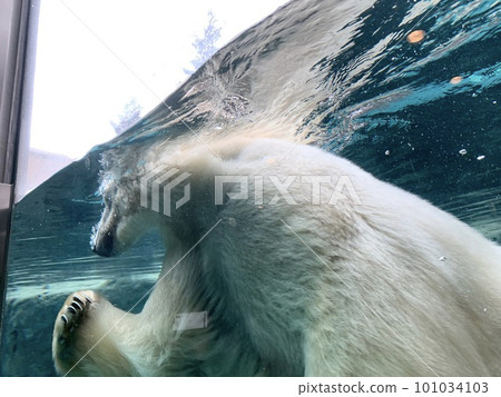 Swim polar bears Swim polar bears 101034103