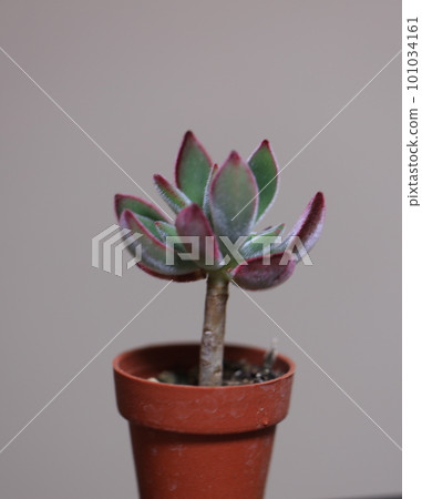 Spring flowers money tree white flowers Spring flowers money tree white flowers 101034161