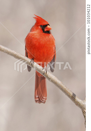 Northern Red Cardinal perching on a branch tree into the forest, Quebec, Canada 101034212