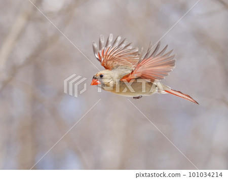 Northern Cardinal female flying, Quebec, Canada 101034214
