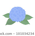 藍色繡球花的插圖 101034234
