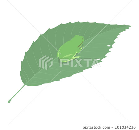 Illustration of a tree frog on a leaf 101034236