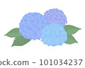 藍色繡球花的插圖 101034237