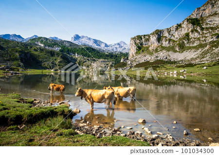 Cows around lake Ercina in Picos de Europa, Asturias, Spain Cows around lake Ercina in Picos de Europa, Asturias, Spain 101034300