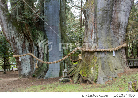 Cedar Osugi Special Natural Monument Kochi Prefecture 101034490