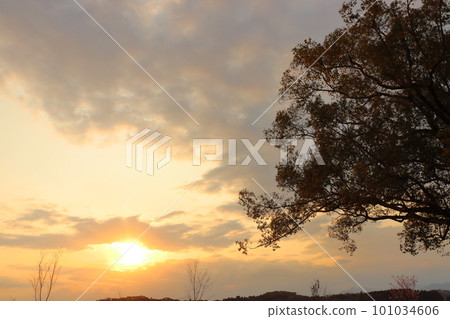 夕陽的天空，日落，樹木 101034606