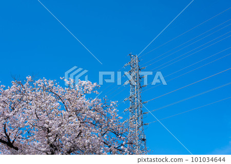 盛開的櫻花、高壓電線和藍天 b-1 101034644
