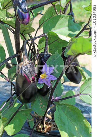 接近收穫的茄子 101034982