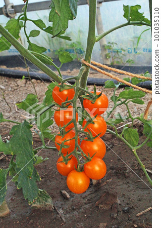 Yellow mini tomatoes grown in the home garden 101035110