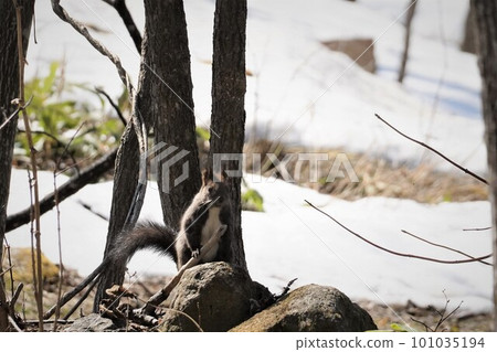 Ezo squirrel climbing a tree Ezo squirrel climbing a tree 101035194