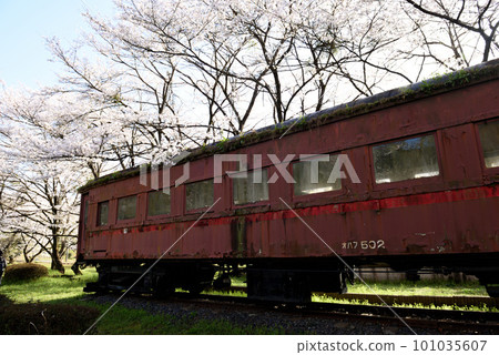 Scenery of Tanigumiguchi Station with cherry blossoms in full bloom 101035607