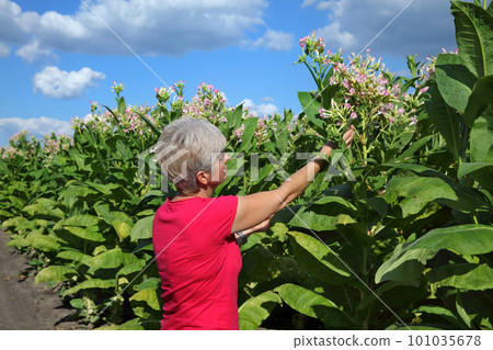 Female farmer working in tobacco field 101035678